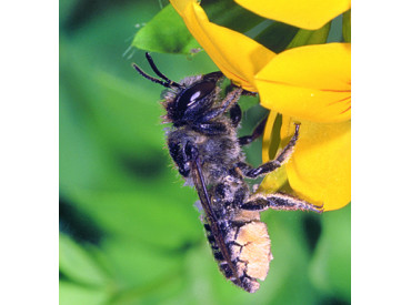 Bienenwachstücher selber machen Bienenwachstücher selber machen