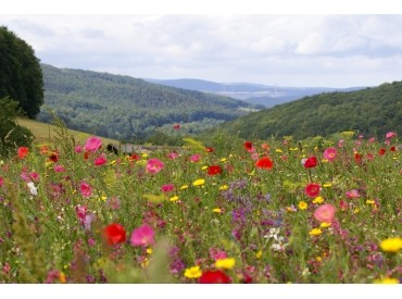Blick über Frau Holles Blumenwiese in Weißenbach Blick über Frau Holles Blumenwiese in Weißenbach