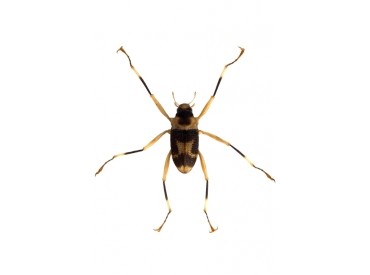Der Wasserkäfer Ancyronyx helgeschneideri. Der Wasserkäfer Ancyronyx helgeschneideri.