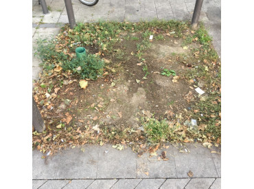 Vorher: vernachlässigtes Beet Vorher: vernachlässigtes Beet