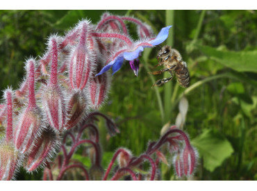 Beim Aktionstag Wildbienen gibt es viel zu erleben Beim Aktionstag Wildbienen gibt es viel zu erleben
