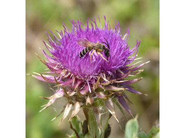 Furchenbienen Männchen NABU Rhh/Nahe Furchenbienen Männchen NABU Rhh/Nahe
