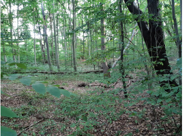 Waldbild mit stehendem Totholz