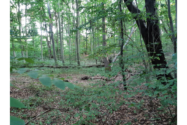 Waldbild mit stehendem Totholz