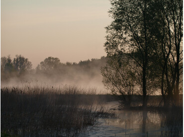 Auwald Neu Darchau (c) Axel Jahn